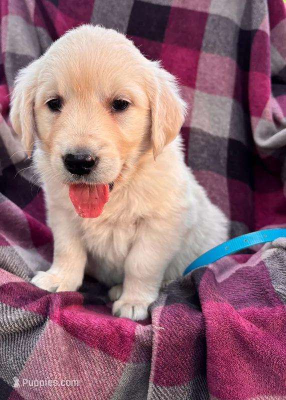 Teal – Golden Retriever puppy for sale in Cadott, WI