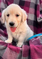 Teal, a female Golden Retriever for sale in Cadott, WI – 1 of 1