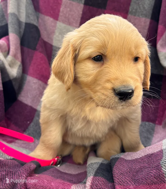 Pink – Golden Retriever puppy for sale in Cadott, WI