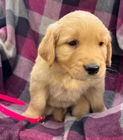 Pink, a male Golden Retriever for sale in Cadott, WI – 1 of 1
