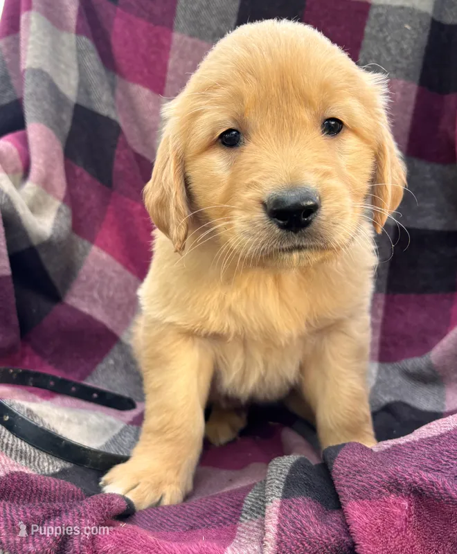 Black – Golden Retriever puppy for sale in Cadott, WI
