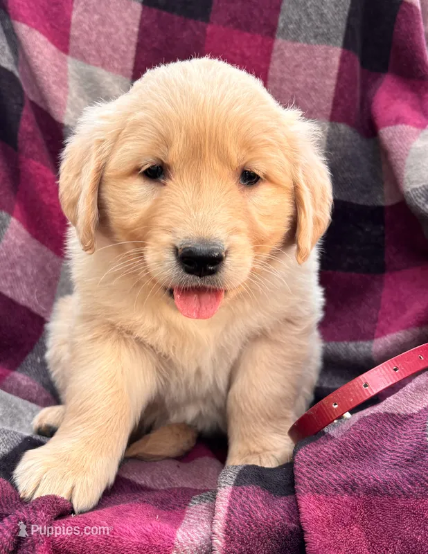Maroon – Golden Retriever puppy for sale in Cadott, WI