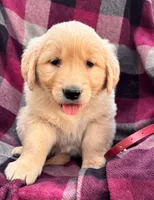 Maroon, a female Golden Retriever for sale in Cadott, WI – 1 of 1