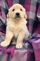 Purple, a female Golden Retriever for sale in Cadott, WI – 1 of 1