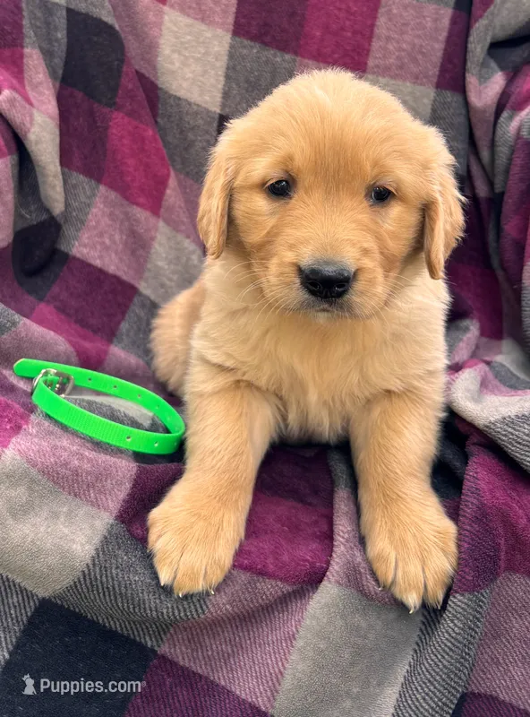 Green – Golden Retriever puppy for sale in Cadott, WI