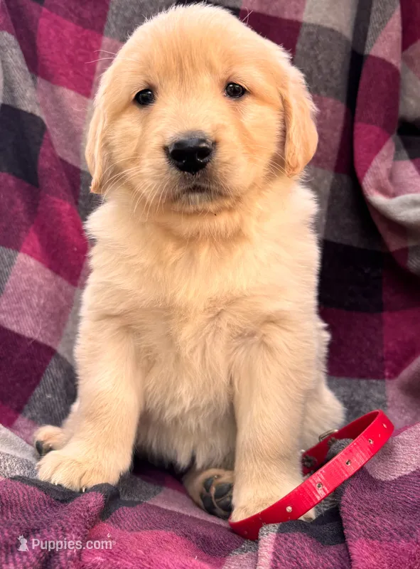 Red – Golden Retriever puppy for sale in Cadott, WI