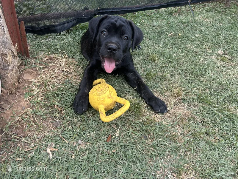 Brown Collar – Cane Corso puppy for sale in Charleston, AR