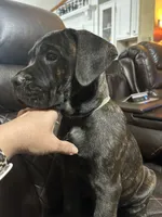 Light Blue Collar, a male Cane Corso for sale in Charleston, AR – 5 of 7