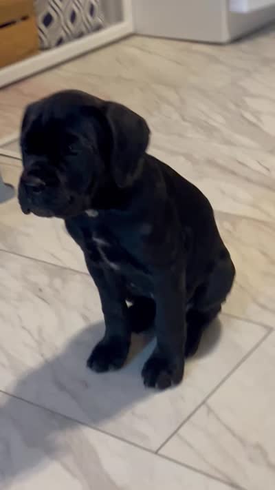 Light Pink Collar, a female Cane Corso for sale in Charleston, AR – 8 of 8