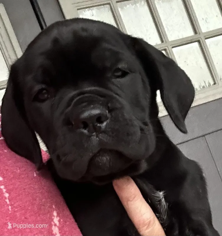 Light Pink Collar – Cane Corso puppy for sale in Charleston, AR