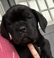 Light Pink Collar, a female Cane Corso for sale in Charleston, AR – 1 of 8