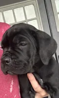 Light Pink Collar, a female Cane Corso for sale in Charleston, AR – 2 of 8
