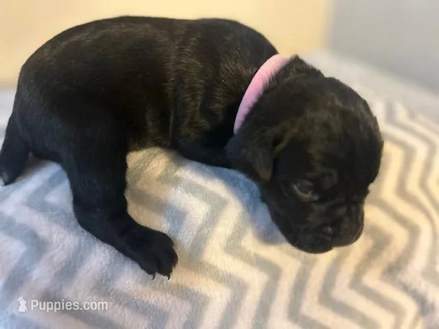 Light Pink Collar – Cane Corso puppy for sale in Charleston, AR