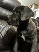 Orange Collar, a male Cane Corso for sale in Charleston, AR – 7 of 8