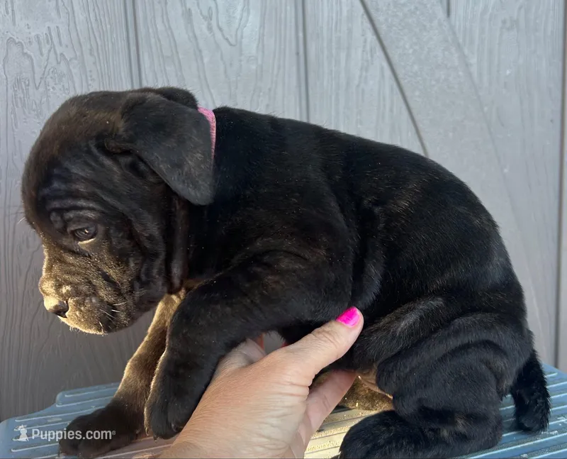 Dark Pink Collar – Cane Corso puppy for sale in Charleston, AR