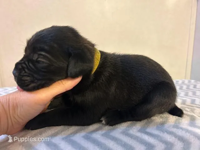 Yellow Collar – Cane Corso puppy for sale in Charleston, AR