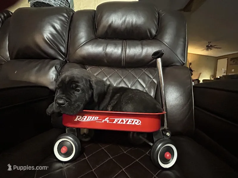 Yellow Collar – Cane Corso puppy for sale in Charleston, AR