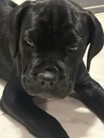 Light Pink Collar, a female Cane Corso for sale in Charleston, AR – 5 of 8