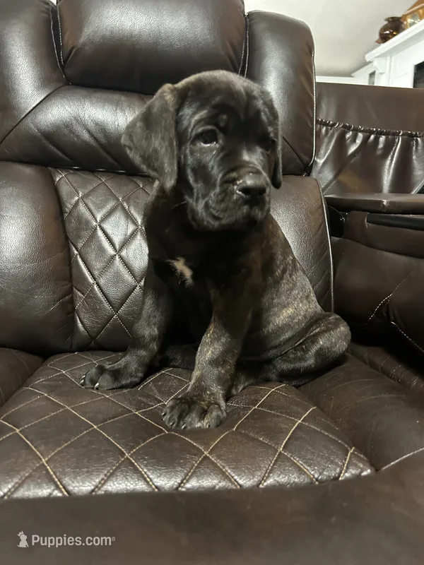 Orange Collar – Cane Corso puppy for sale in Charleston, AR