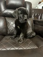Orange Collar, a male Cane Corso for sale in Charleston, AR – 1 of 8