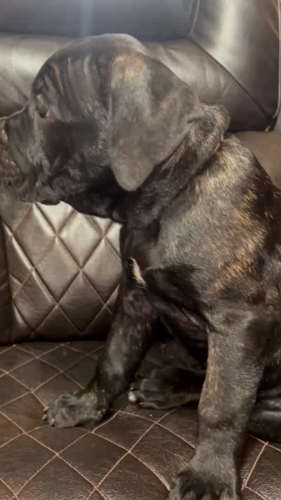 Brown Collar, a male Cane Corso for sale in Charleston, AR – 6 of 6