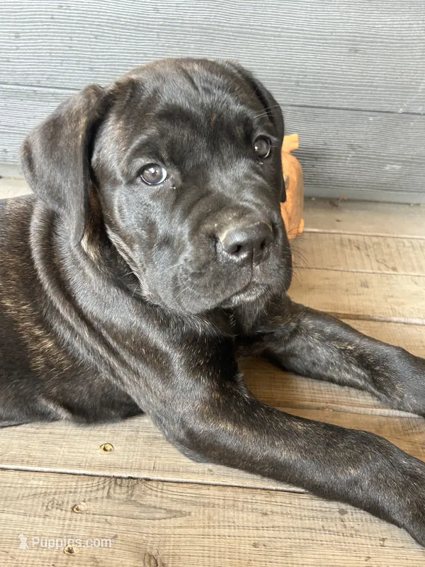 Light Blue Collar – Cane Corso puppy for sale in Charleston, AR