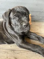 Light Blue Collar, a male Cane Corso for sale in Charleston, AR – 1 of 7