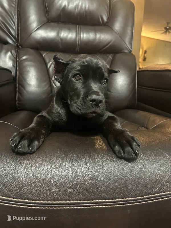 Orange Collar – Cane Corso puppy for sale in Charleston, AR