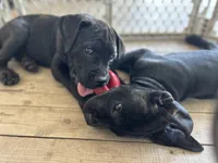 Dark Pink Collar, a female Cane Corso for sale in Charleston, AR – 2 of 4