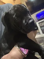 Light Pink Collar, a female Cane Corso for sale in Charleston, AR – 4 of 8