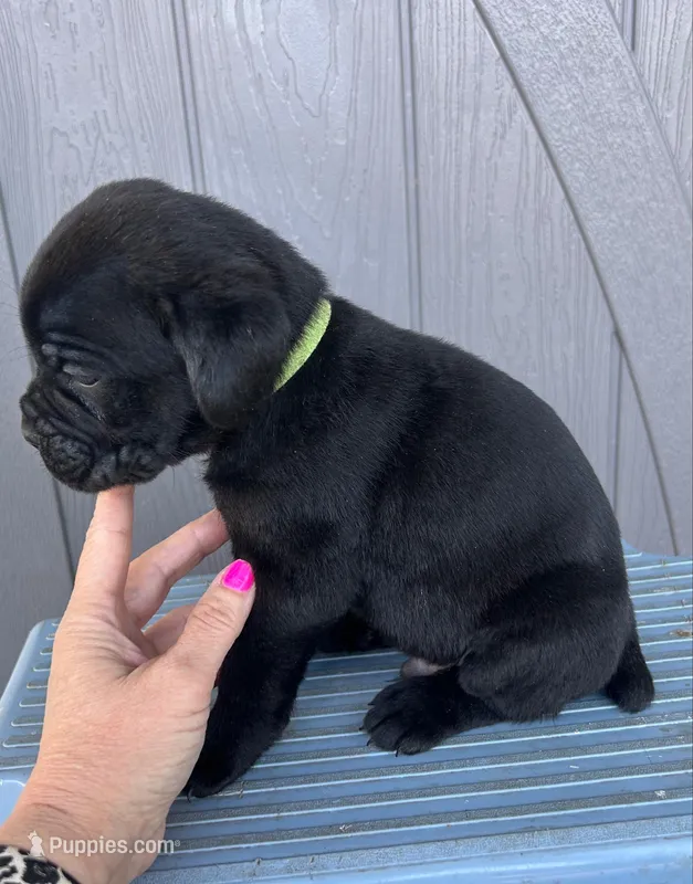 Light Green Collar – Cane Corso puppy for sale in Charleston, AR