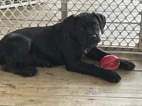 Dark Pink Collar, a female Cane Corso for sale in Charleston, AR – 4 of 4