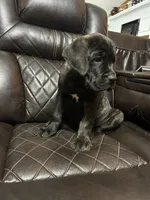 Orange Collar, a male Cane Corso for sale in Charleston, AR – 8 of 8