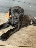 Light Blue Collar, a male Cane Corso for sale in Charleston, AR – 3 of 7