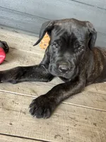 Light Blue Collar, a male Cane Corso for sale in Charleston, AR – 2 of 7