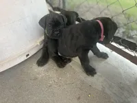 Dark Pink Collar, a female Cane Corso for sale in Charleston, AR – 3 of 3