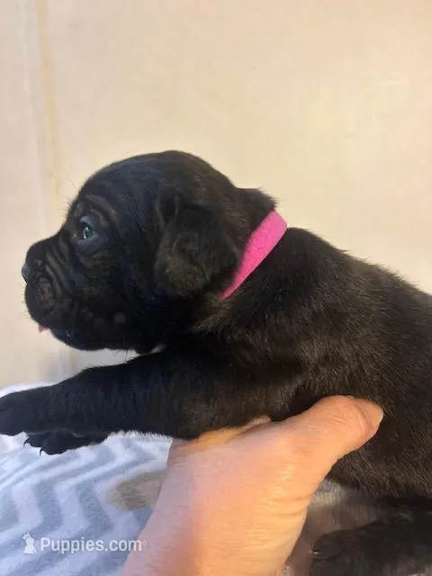Dark Pink Collar – Cane Corso puppy for sale in Charleston, AR