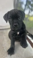 Dark Pink Collar, a female Cane Corso for sale in Charleston, AR – 2 of 3