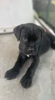 Dark Pink Collar, a female Cane Corso for sale in Charleston, AR – 1 of 3