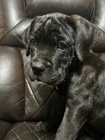 Brown Collar, a male Cane Corso for sale in Charleston, AR – 4 of 6