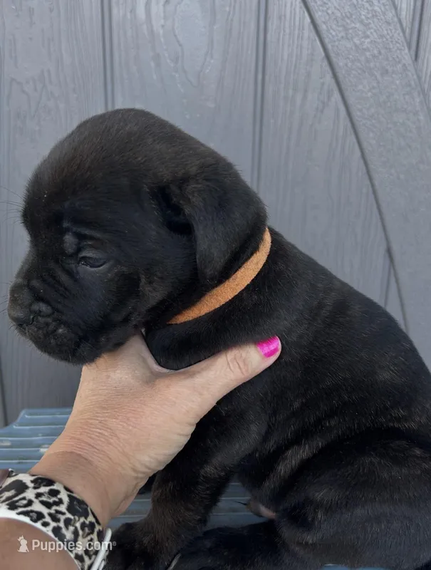 Orange Collar – Cane Corso puppy for sale in Charleston, AR