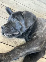 Orange Collar, a male Cane Corso for sale in Charleston, AR – 6 of 8