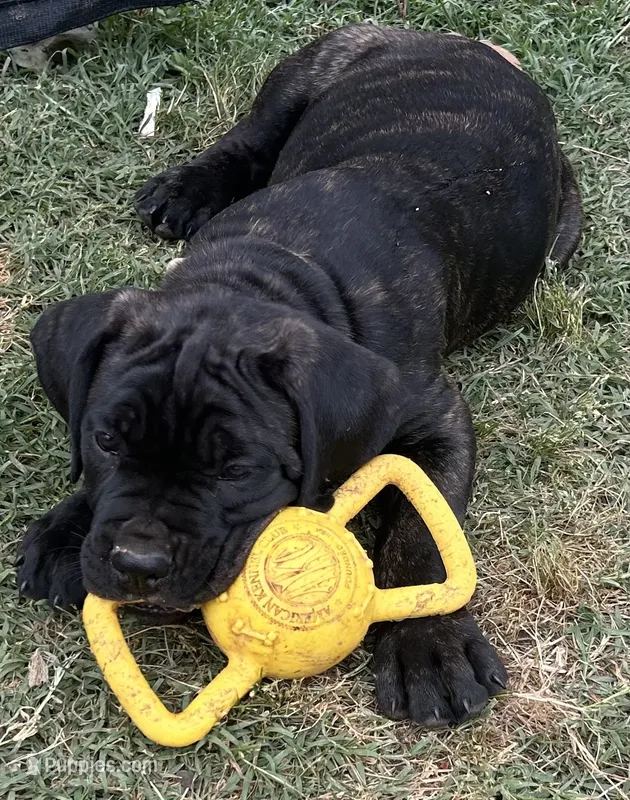Tan Collar – Cane Corso puppy for sale in Charleston, AR