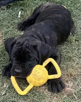 Tan Collar, a male Cane Corso for sale in Charleston, AR – 2 of 8