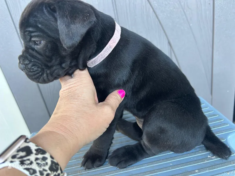 Light Pink Collar – Cane Corso puppy for sale in Charleston, AR