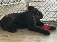 Dark Pink Collar, a female Cane Corso for sale in Charleston, AR – 3 of 4