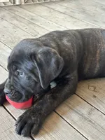 Orange Collar, a male Cane Corso for sale in Charleston, AR – 5 of 8