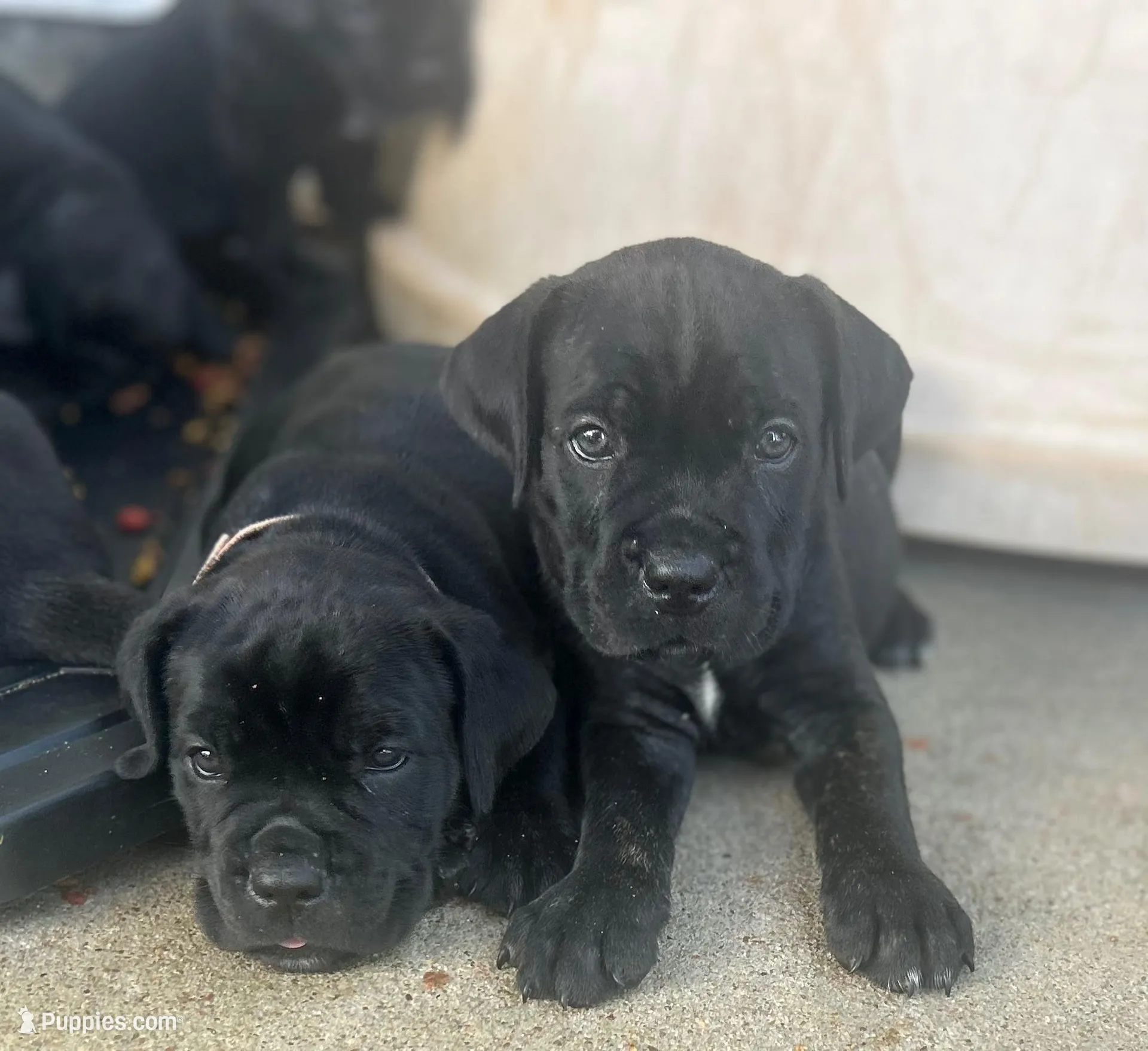 Light Pink Collar, a female Cane Corso for sale in Charleston, AR – 3 of 8