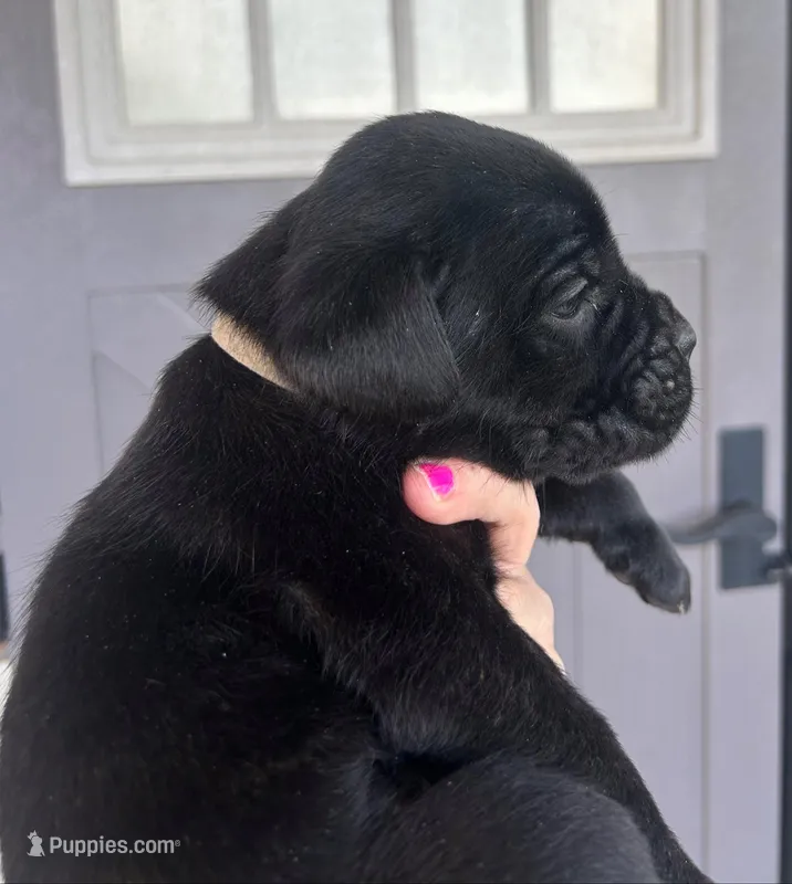 Tan Collar – Cane Corso puppy for sale in Charleston, AR