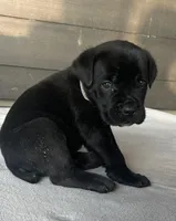 Gray Collar, a male Cane Corso for sale in Charleston, AR – 7 of 7
